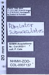 Etiketten zu Abelater submaculatus (Motschulsky, 1859) (NHMW-ZOO-COL-0007137)